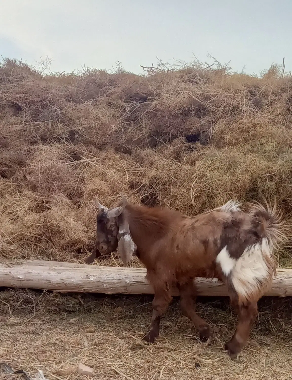 تکه|حیوانات مزرعه|تربت جام, کشتارگاه|دیوار