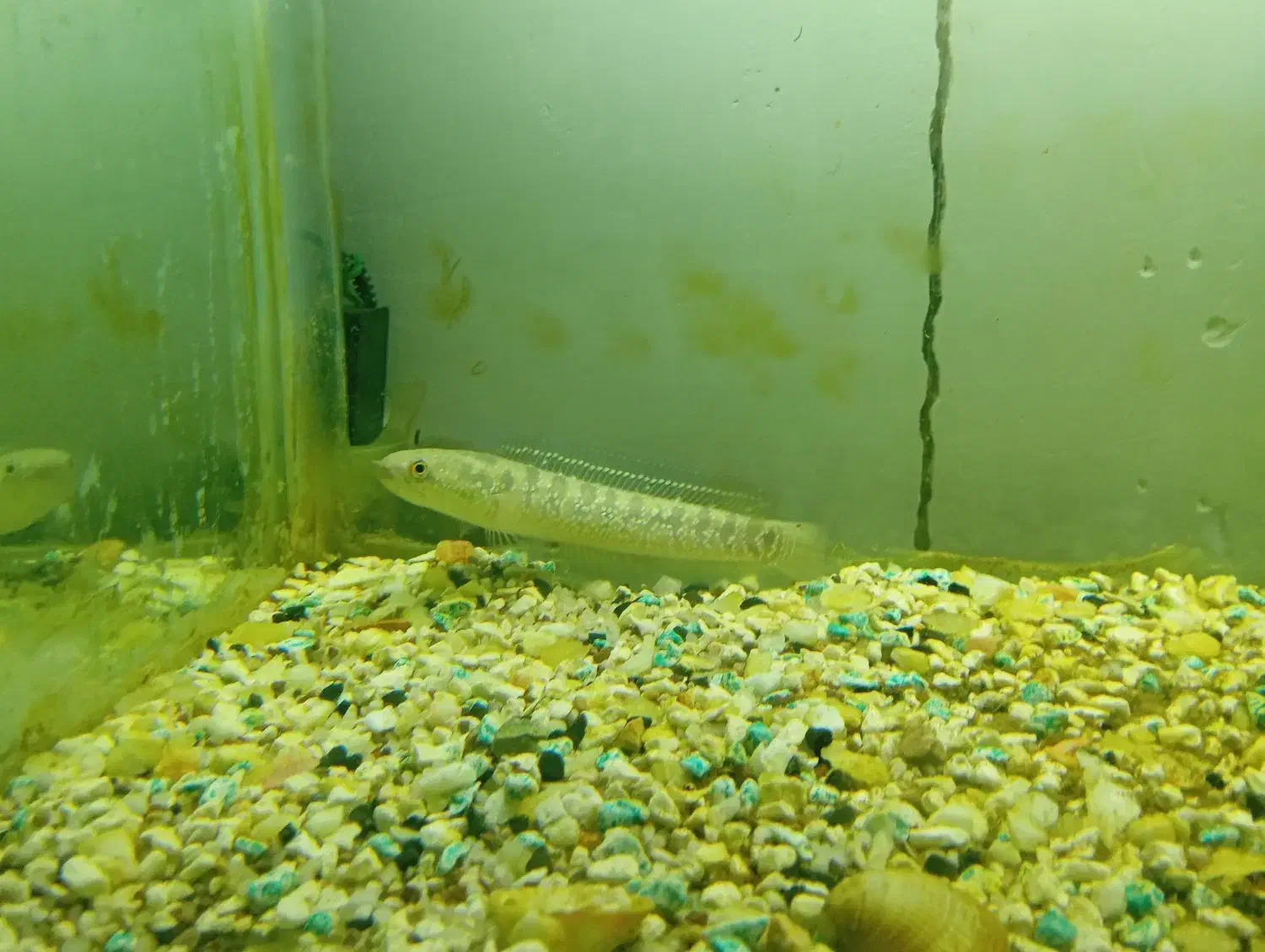 چانا|ماهی|آشخانه, |دیوار