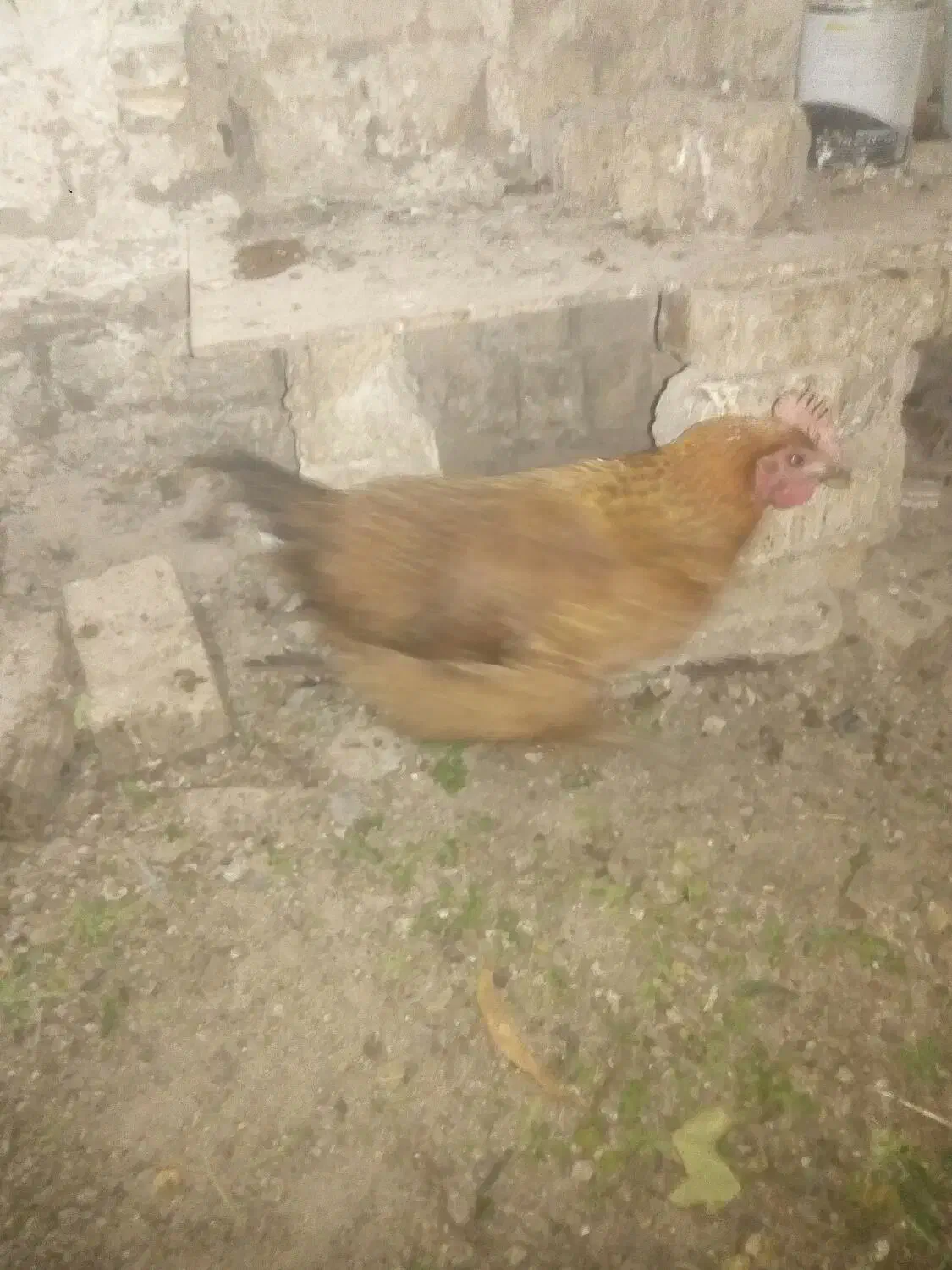 مرغ محلی تخمگذار|حیوانات مزرعه|طرقبه, |دیوار
