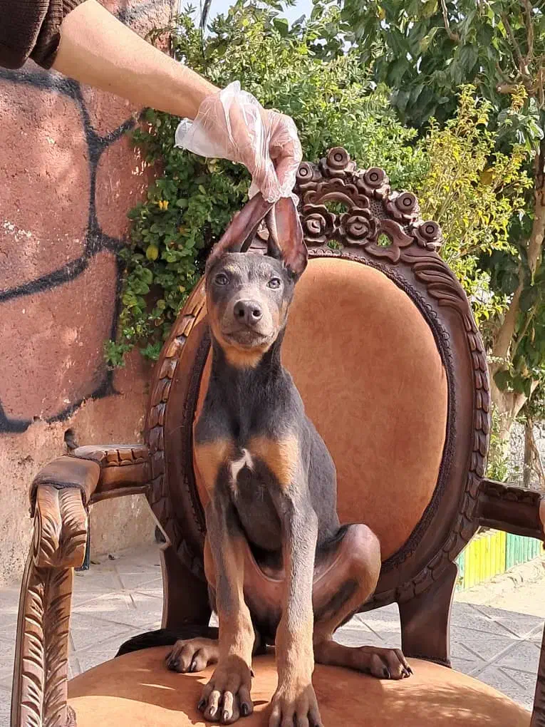 دوبرمن بلو بینظرین ترین و خاص ترین ایران|سگ|تهران, محمودیه|دیوار