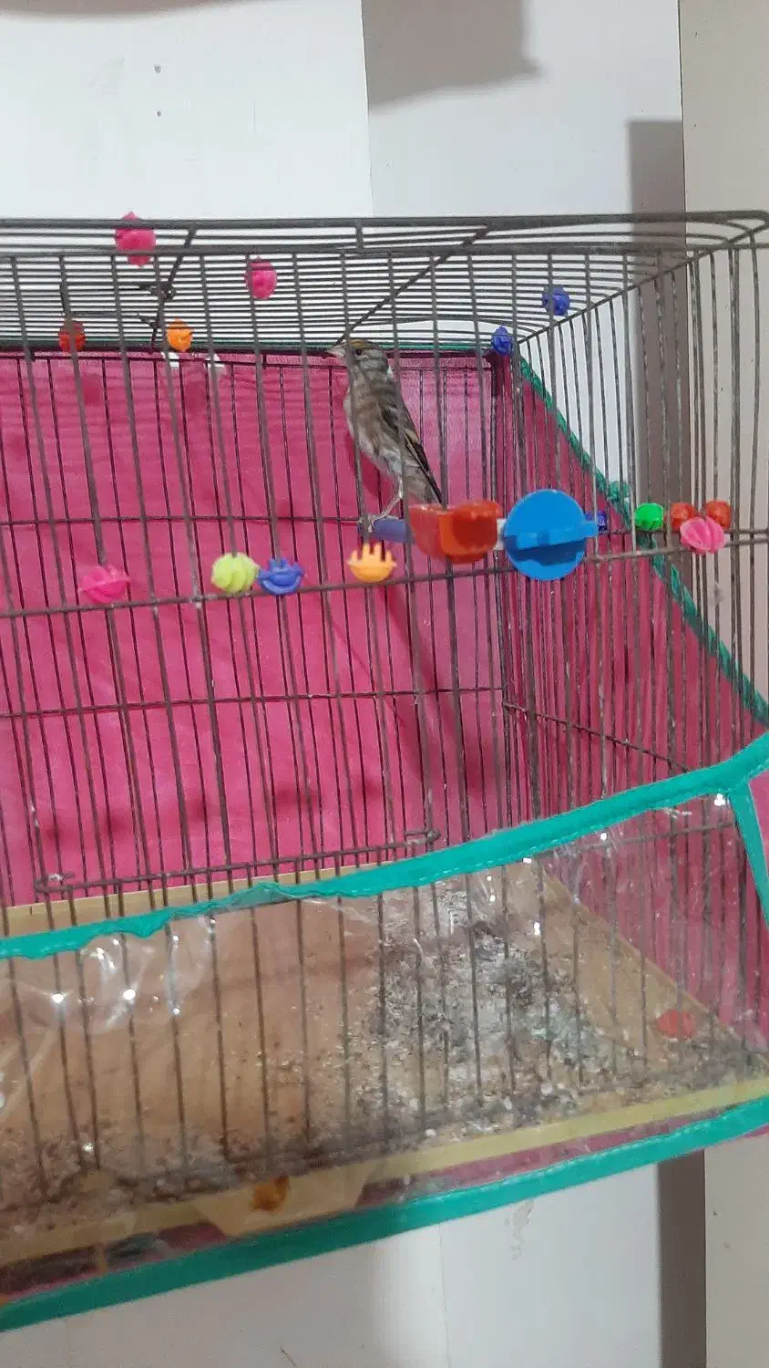 سهره قناری نر بخون|پرنده|نیر (اردبیل), |دیوار