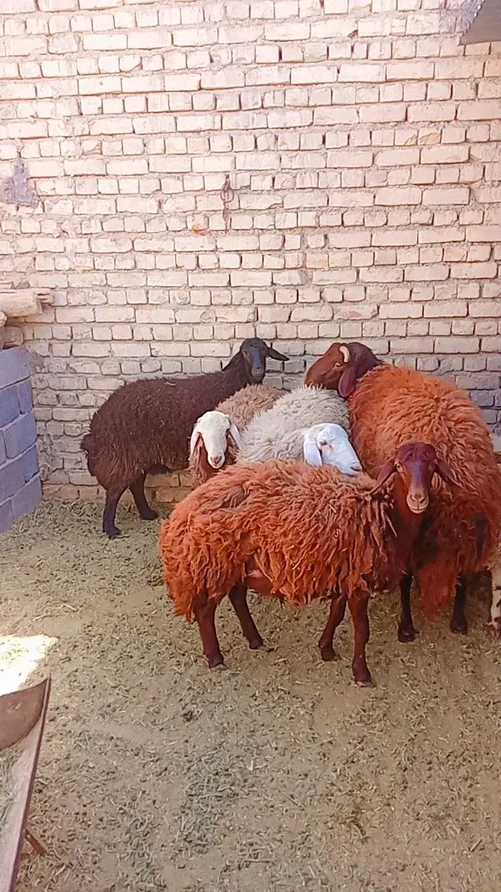 گوسفند میش و بره وقوچ|حیوانات مزرعه|گلپایگان, |دیوار