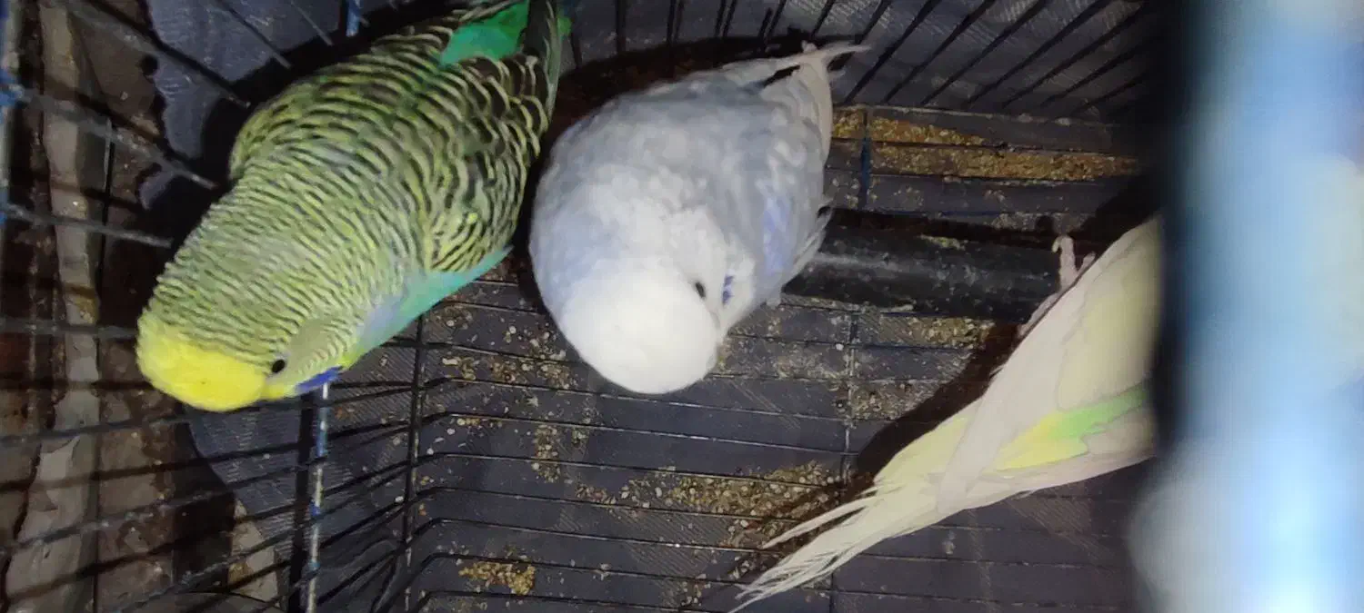 فنچ مرغ  ع ش ق|پرنده|صدرا-فارس, فاز ۲|دیوار