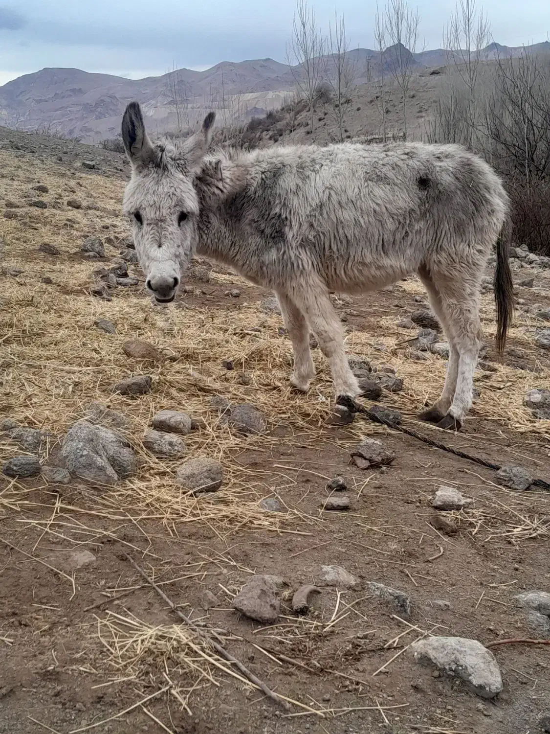 الاغ ماده|حیوانات مزرعه|مشگین شهر, |دیوار