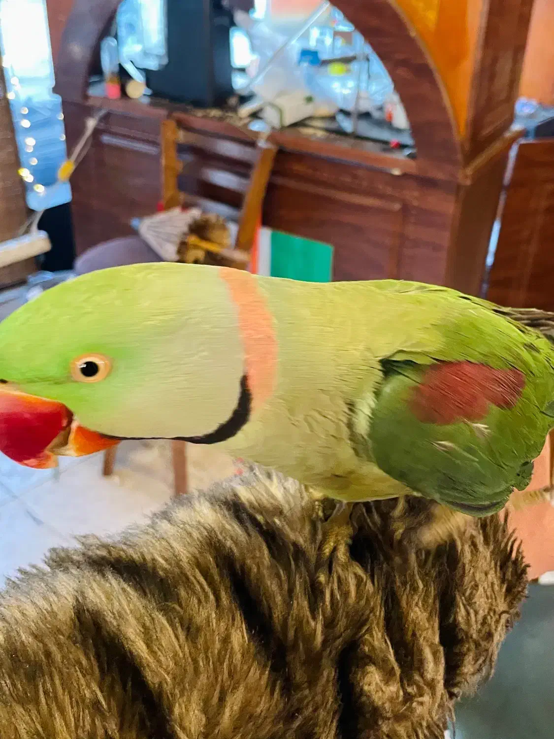 جفت شاه طوطی ملنگو مولد سالم سالم|پرنده|تهران, تهرانپارس شرقی|دیوار