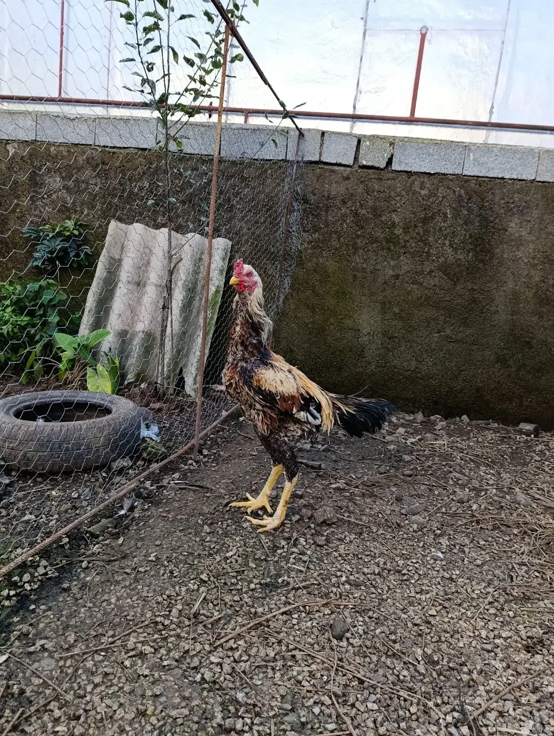 خروس لاری|حیوانات مزرعه|آستارا, |دیوار