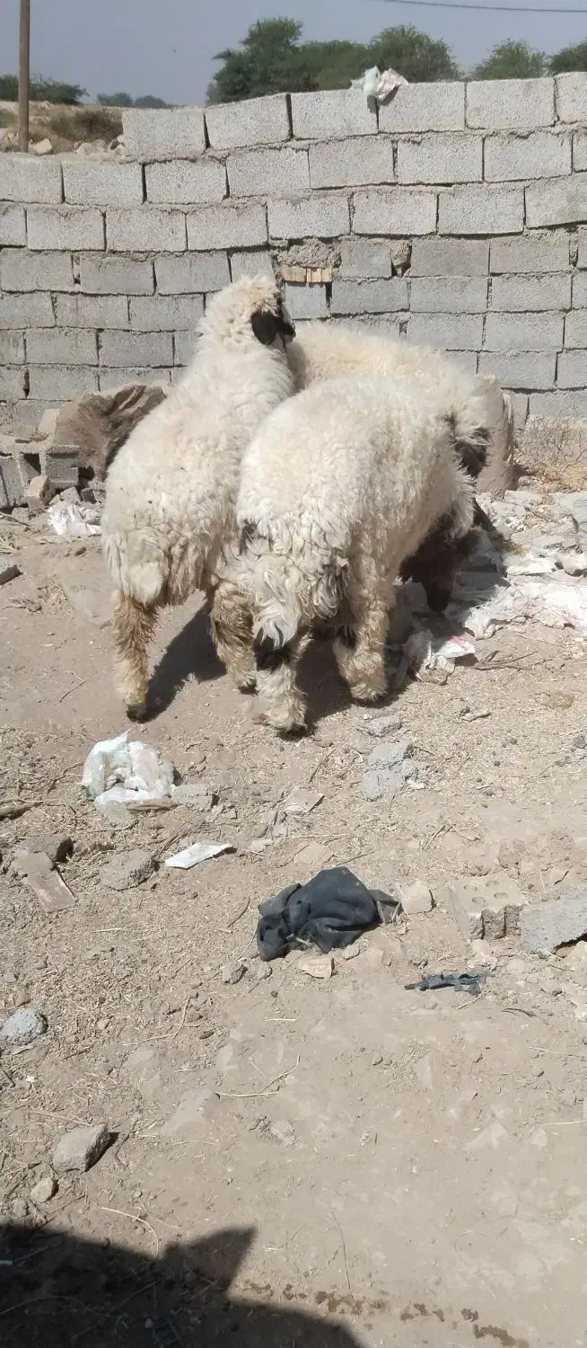 ۶گوسفند|حیوانات مزرعه|اهواز, پردیس|دیوار
