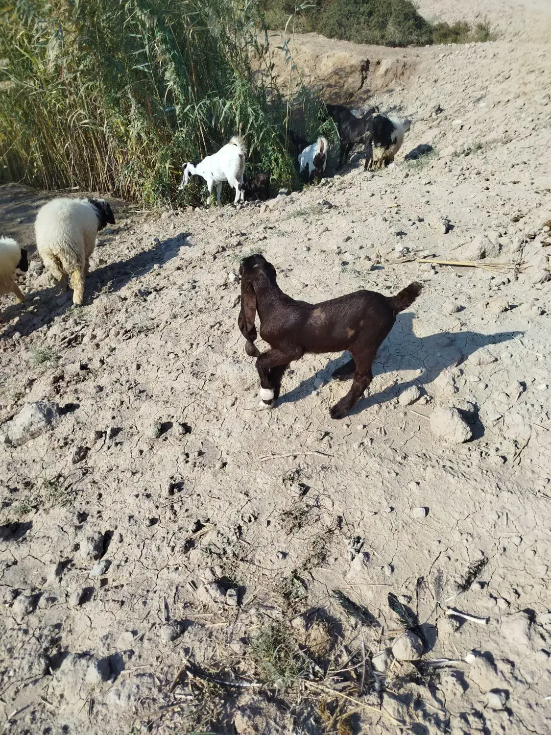 اهواز‌کارون|حیوانات مزرعه|کارون, |دیوار