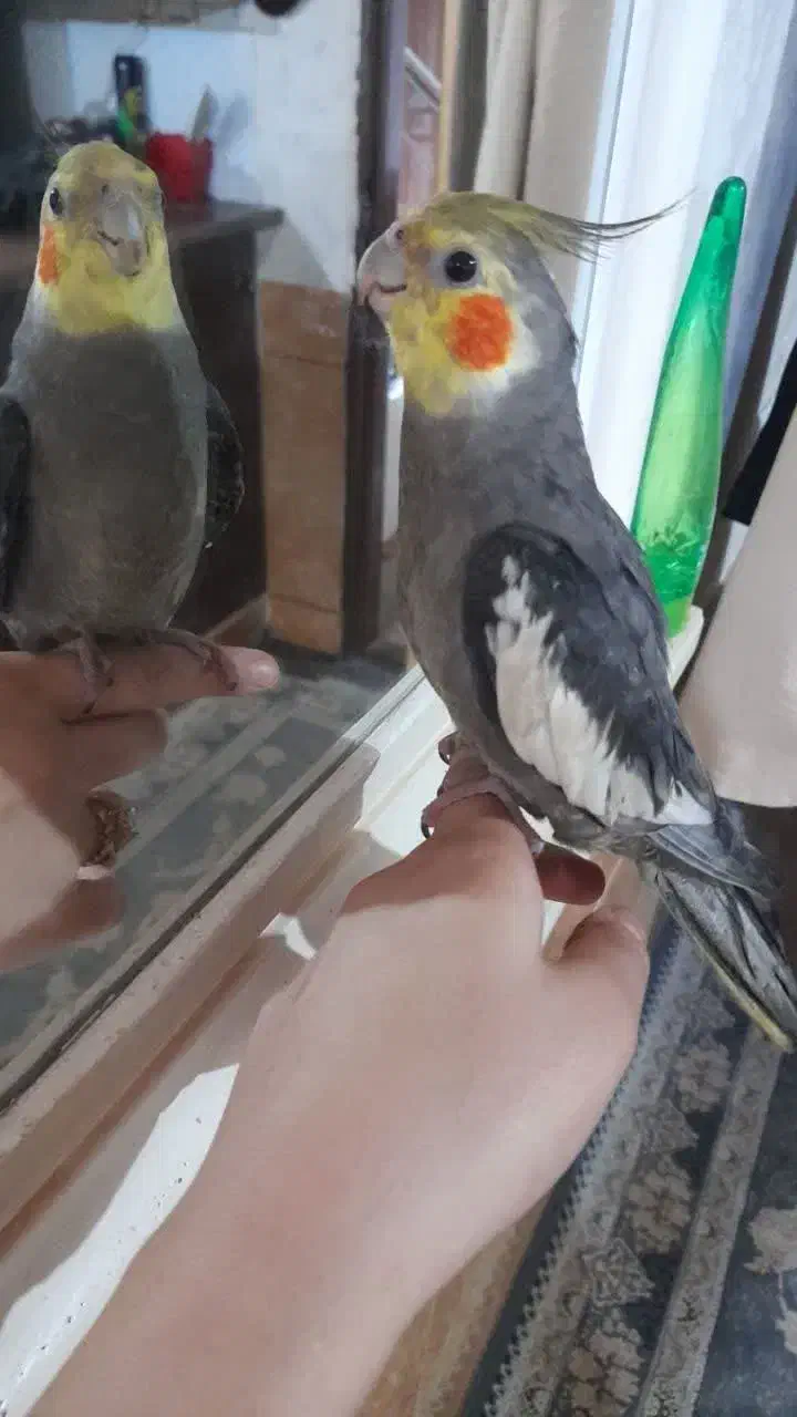 عروس هلندی گم شده|حیوانات|کاشان, کارگر|دیوار