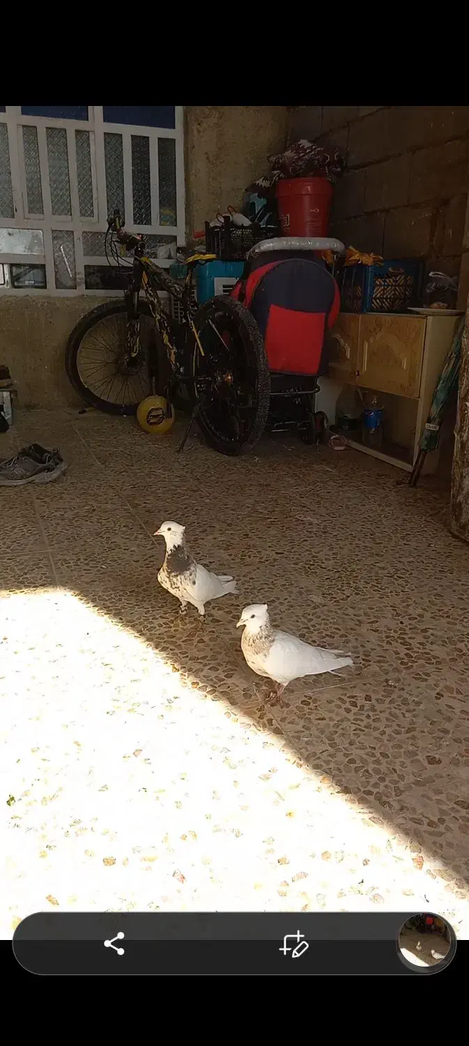 کبوتر طوقی|پرنده|جوکار, |دیوار