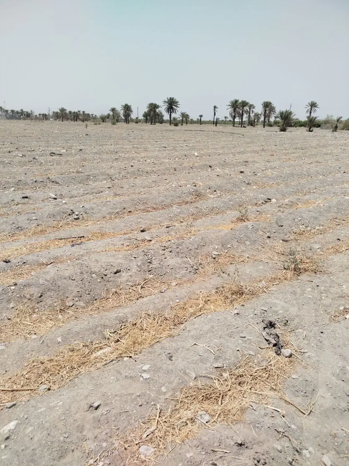 زمین|فروش زمین و ملک کلنگی|توکهور, |دیوار