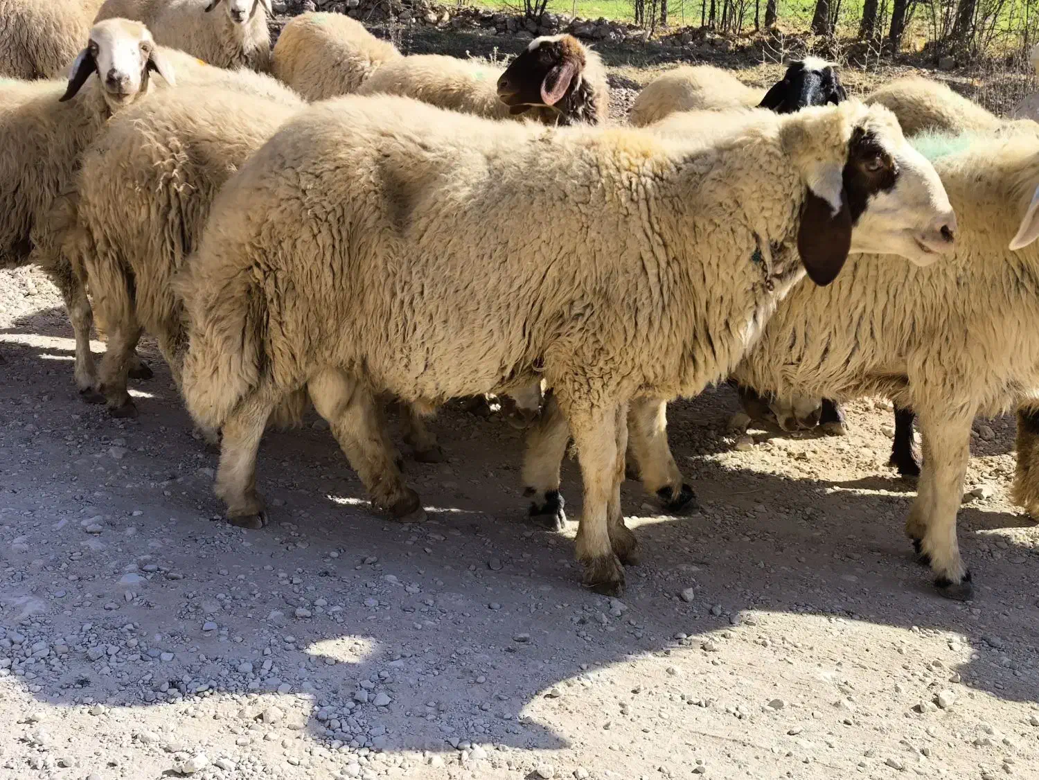 شک ورن سنجابی|حیوانات مزرعه|دالاهو, |دیوار