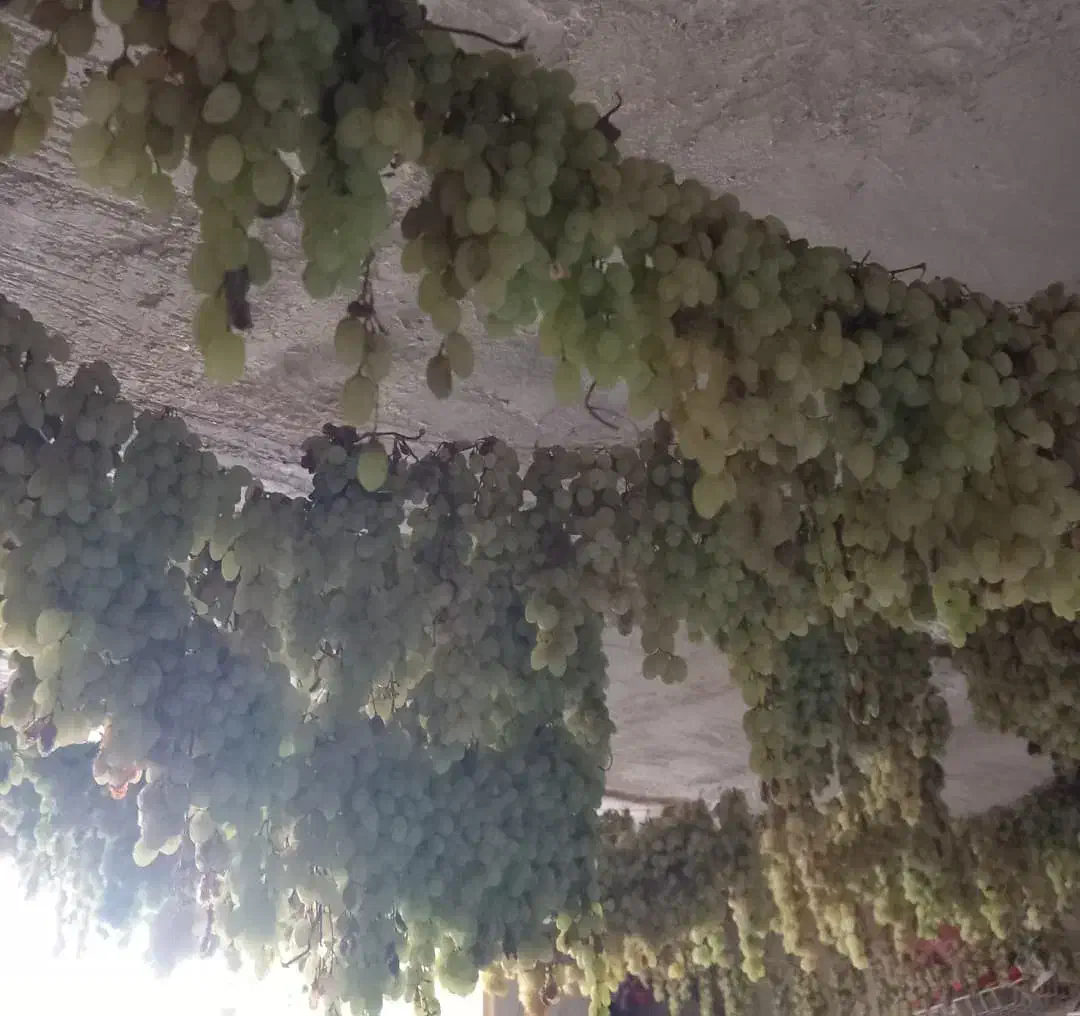 کشمش سایه خشک ارگانیک|خوردنی و آشامیدنی|یاسوج, |دیوار