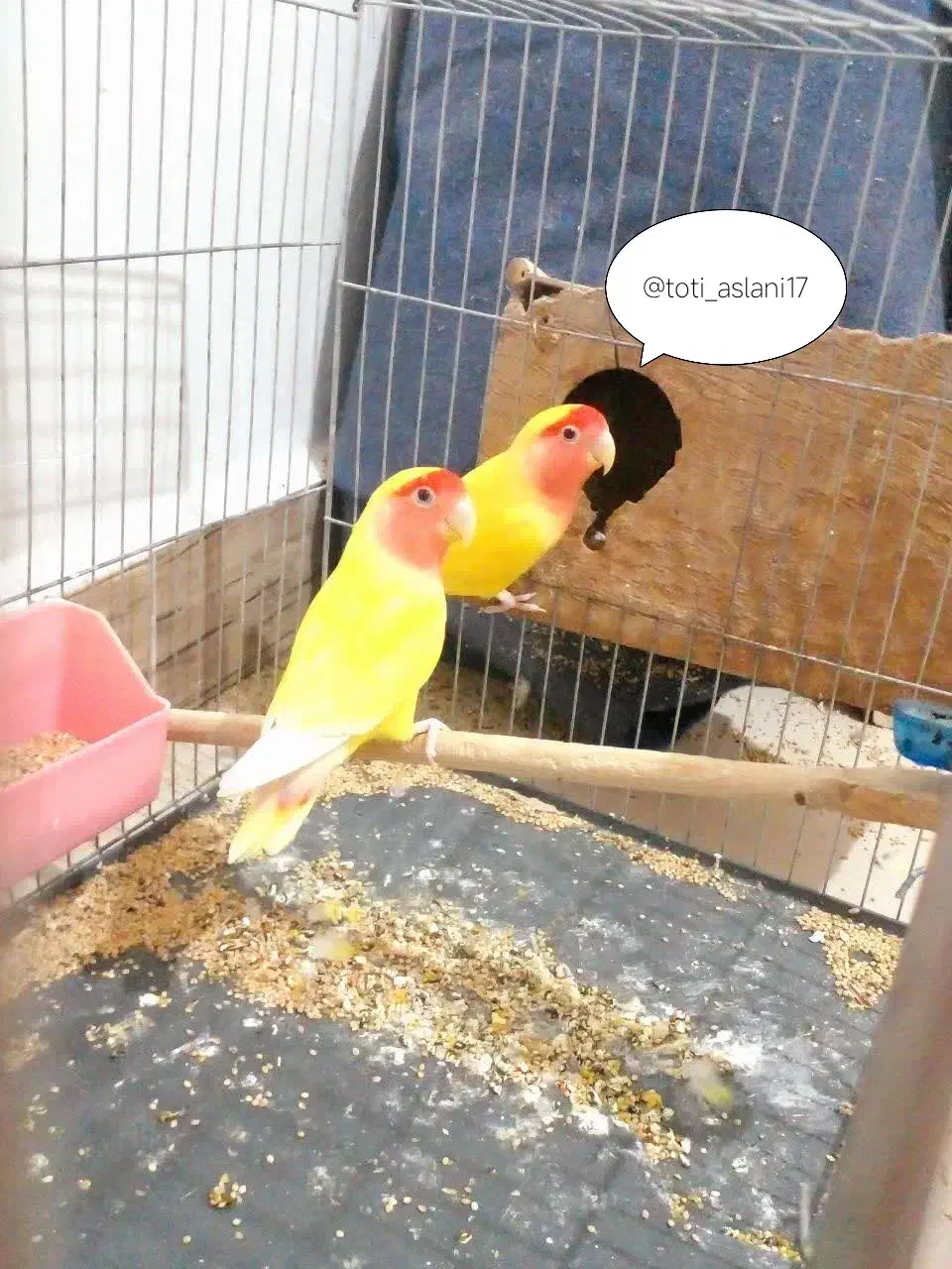 فنچ عروس هلندی گرینچیگ پرنده مرغ عشق برزیلی قناری|پرنده|صباشهر, |دیوار