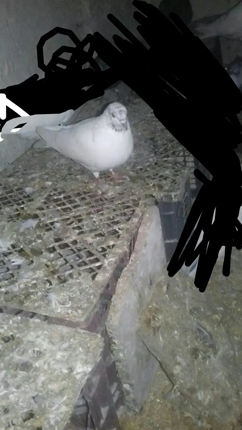 گفتر گم شده|پرنده|ثمرین, |دیوار