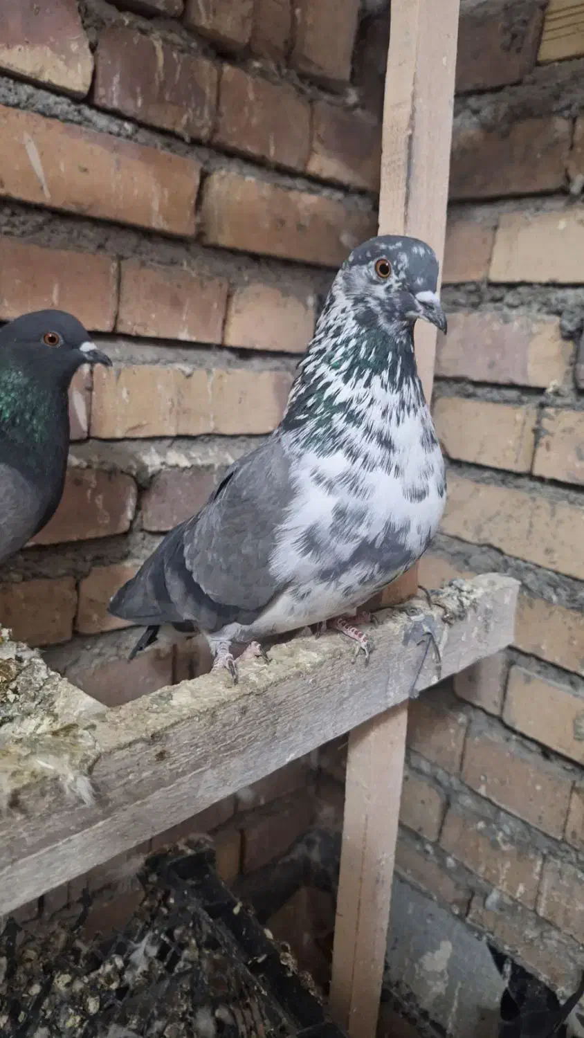 کبوتر پرشی|پرنده|خوی, |دیوار
