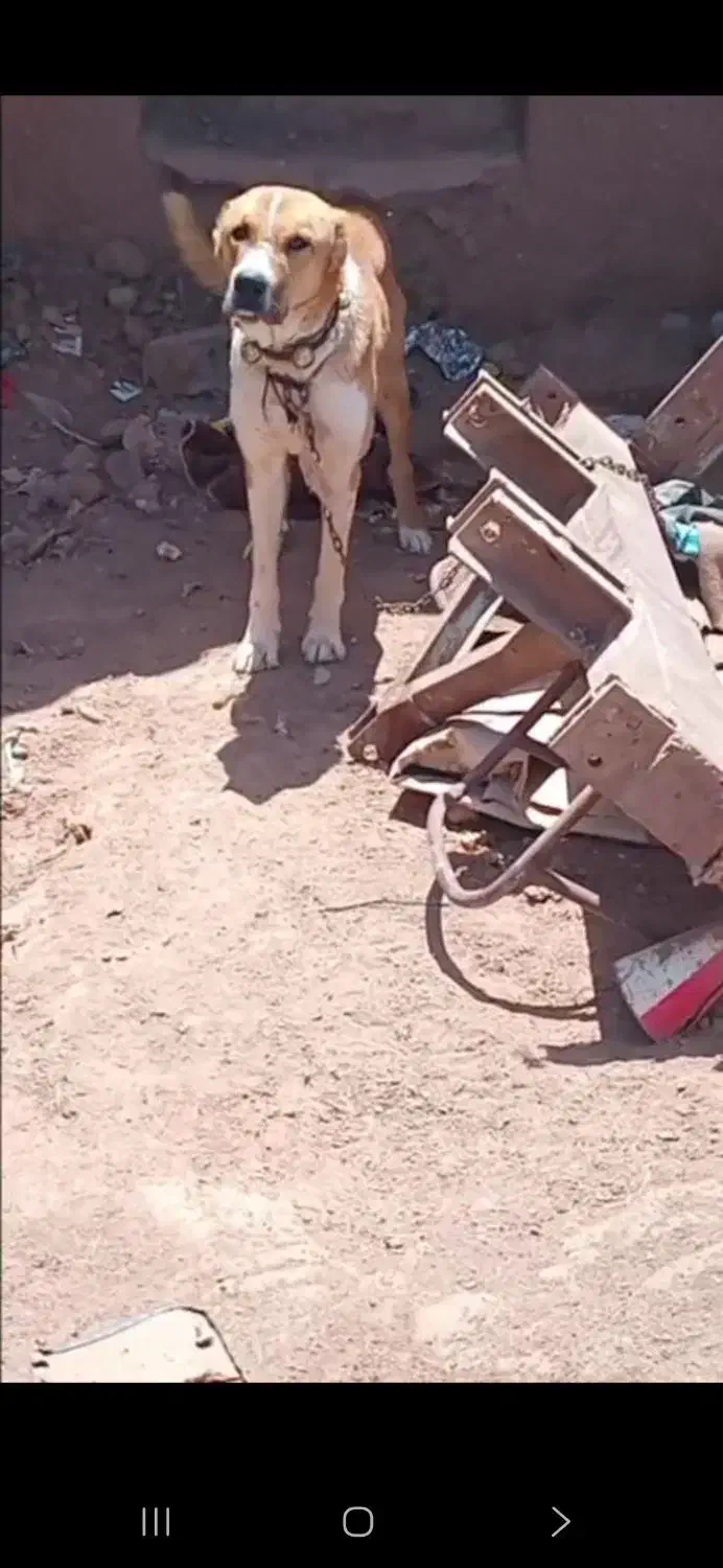 سگ گله ایی|سگ|شامکان, |دیوار