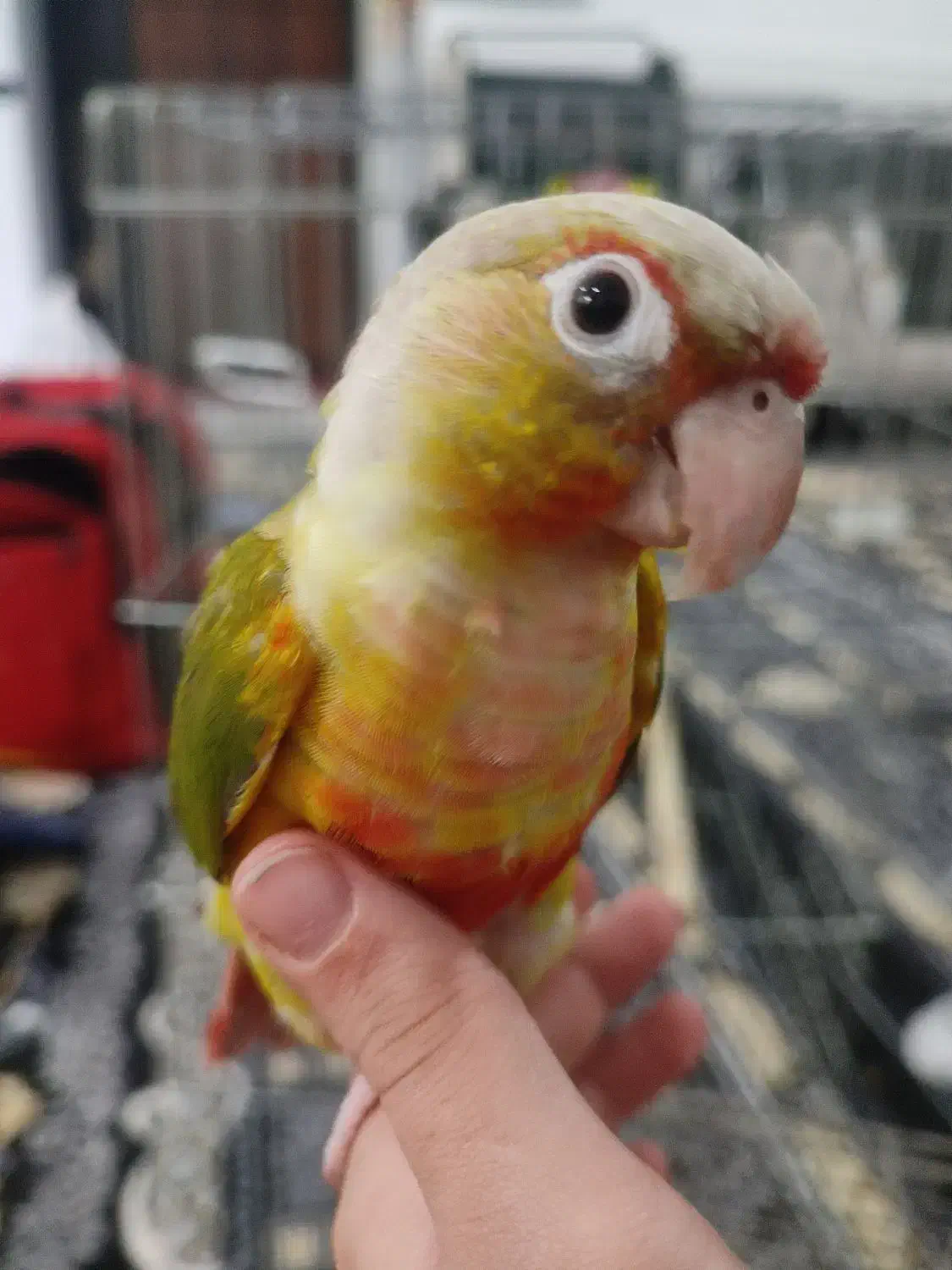 گرینچیک باهوش و نر|پرنده|ماهدشت, |دیوار