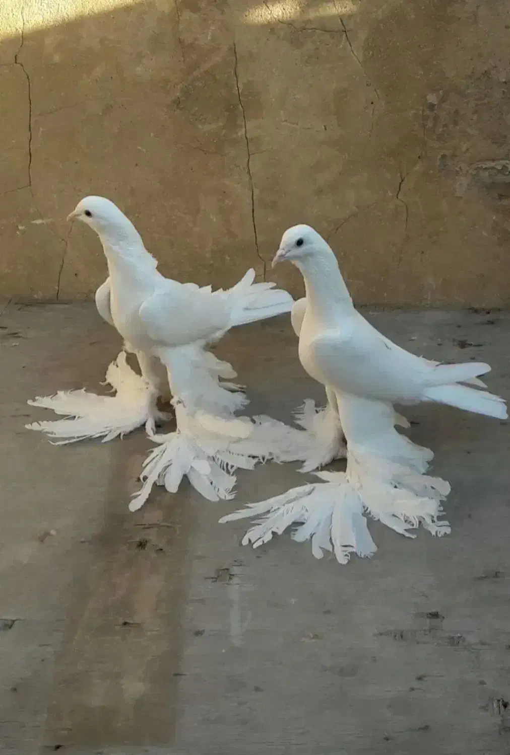 کفترپاپرلی اوجا|پرنده|شاهین‌شهر, عطار|دیوار