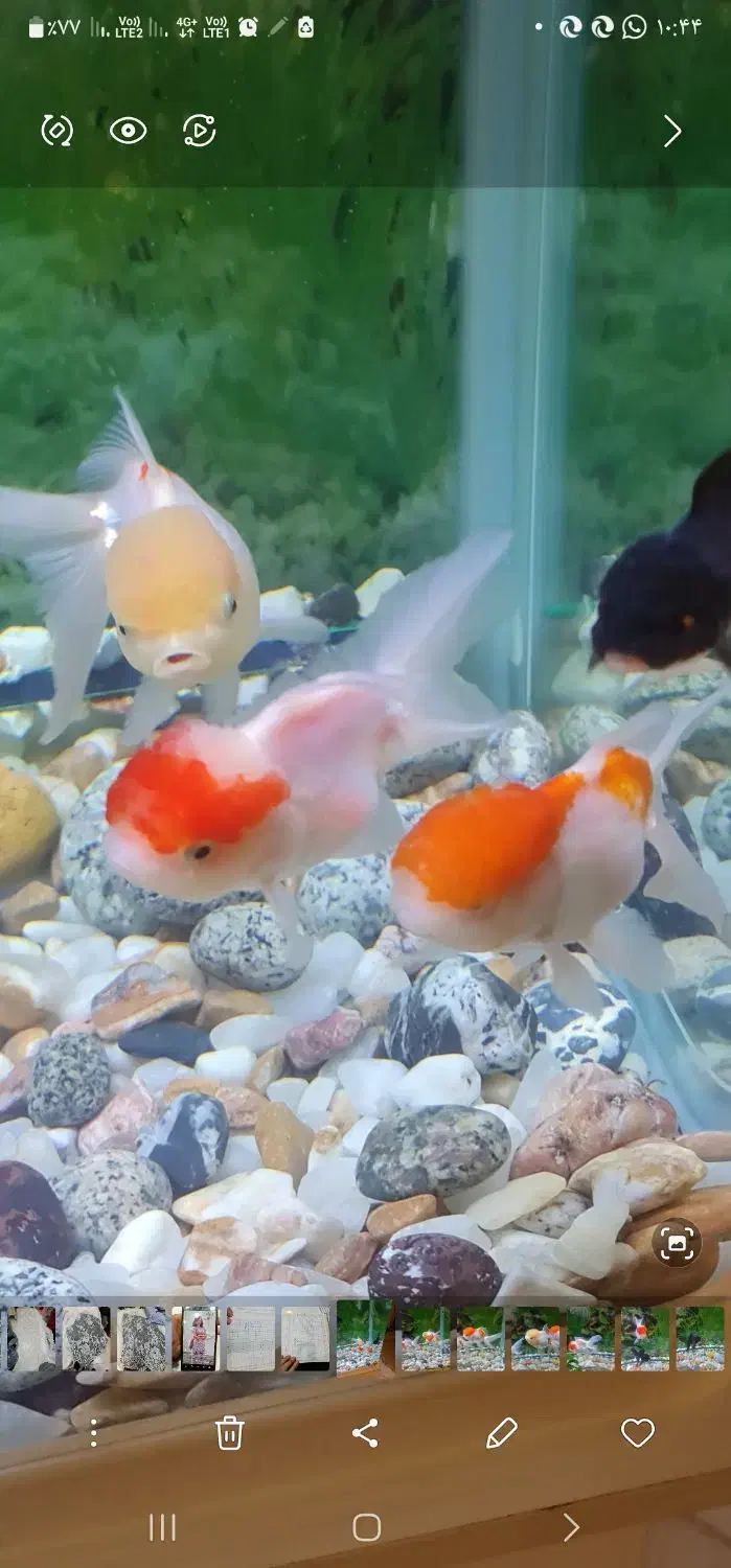 ماهی گلدفیش بزرگ|ماهی|تهران, حکیمیه|دیوار