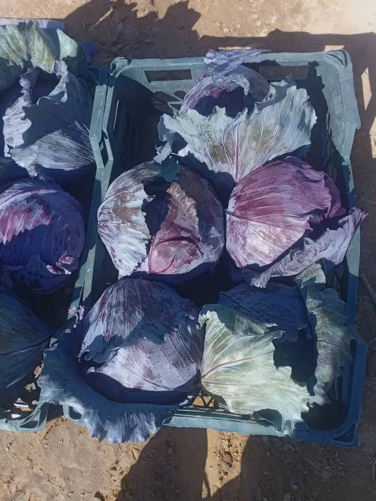 دزفول ایرانی|فعالیت داوطلبانه|اندیمشک, |دیوار