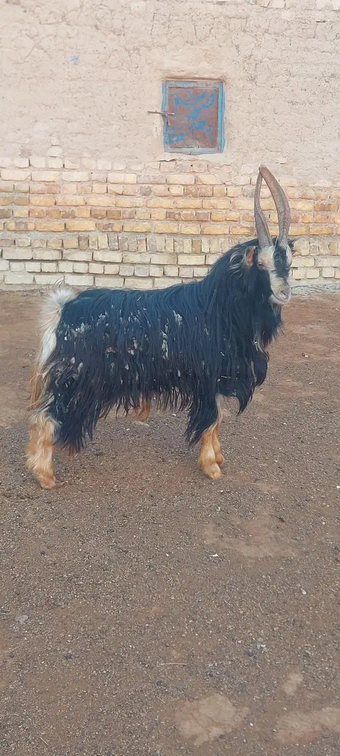 بزغاله دوبری|حیوانات مزرعه|کمیجان, |دیوار