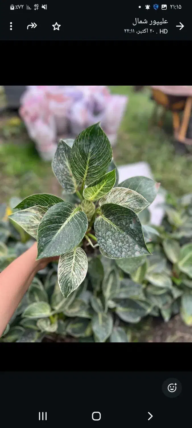 عرضه گل وگیاه آپارتمانی ویزیت درمنزل ومشاوره|گل و گیاه طبیعی|کاشان, ولیعصر|دیوار