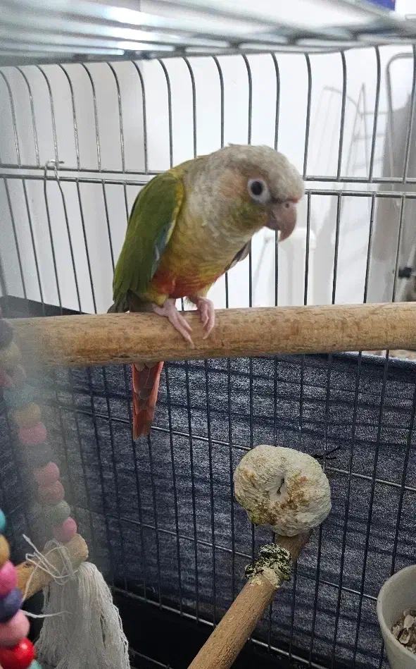 طوطی گرینچیک سخنگو رام رام|پرنده|محمدشهر, محمدشهر|دیوار