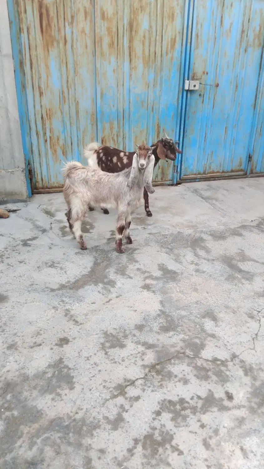 بز .بزغاله .گوسفند|حیوانات مزرعه|سیمین شهر, |دیوار