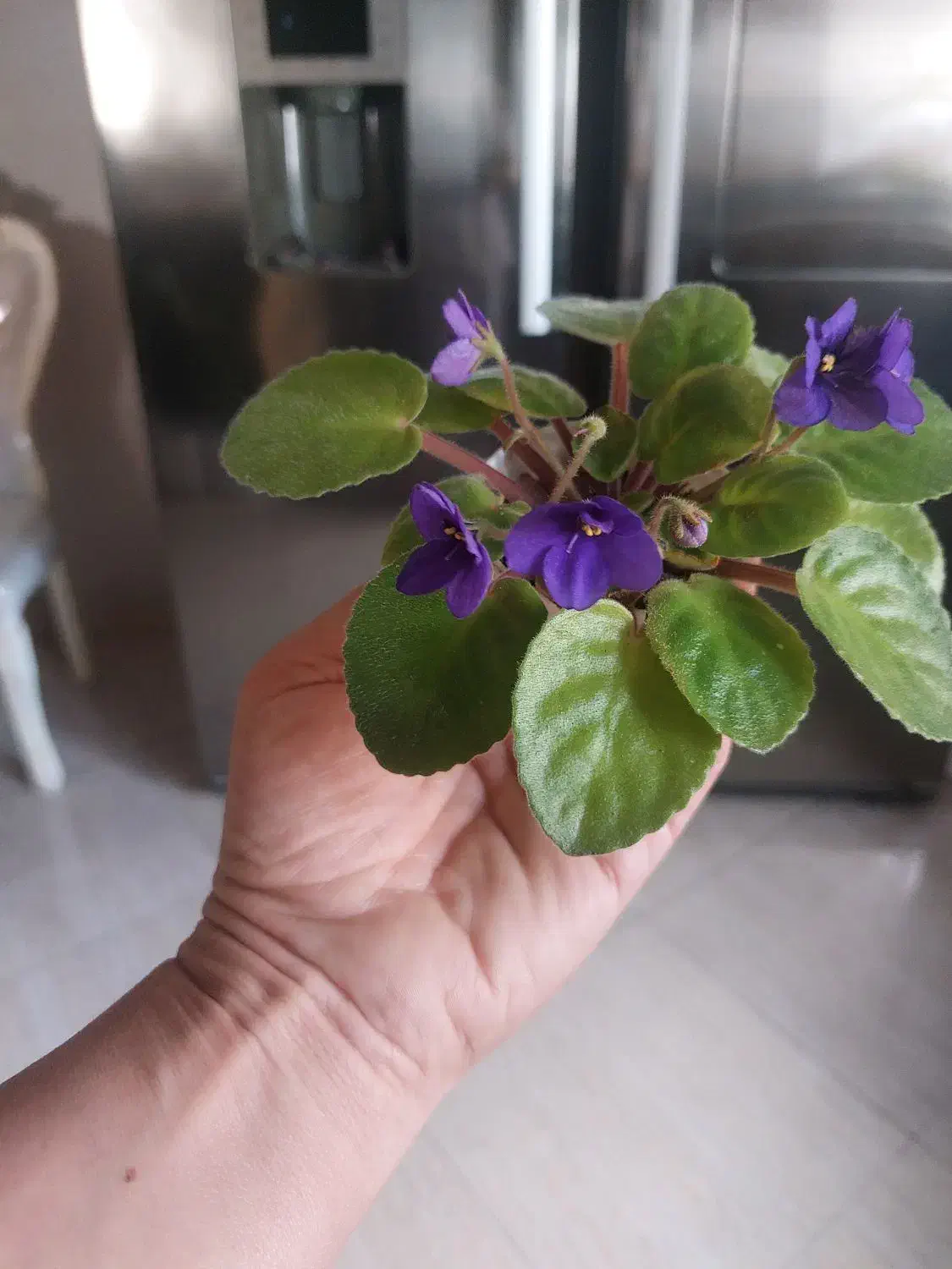 فروش انواع گل های اپارتمانی|گل و گیاه طبیعی|گرگان, |دیوار