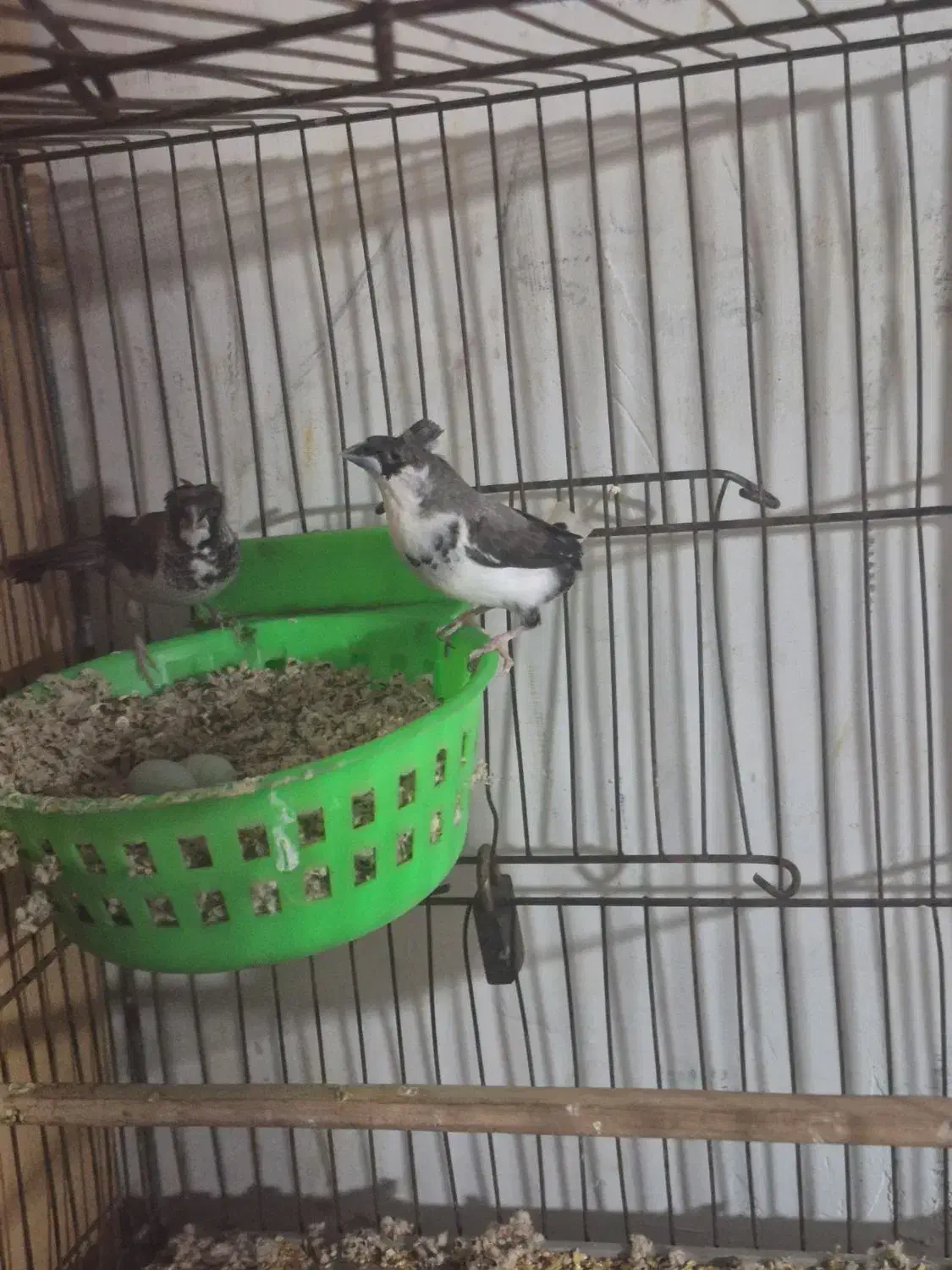 فنچ بنگالی جفت کاکلی|پرنده|تهران, بازار|دیوار