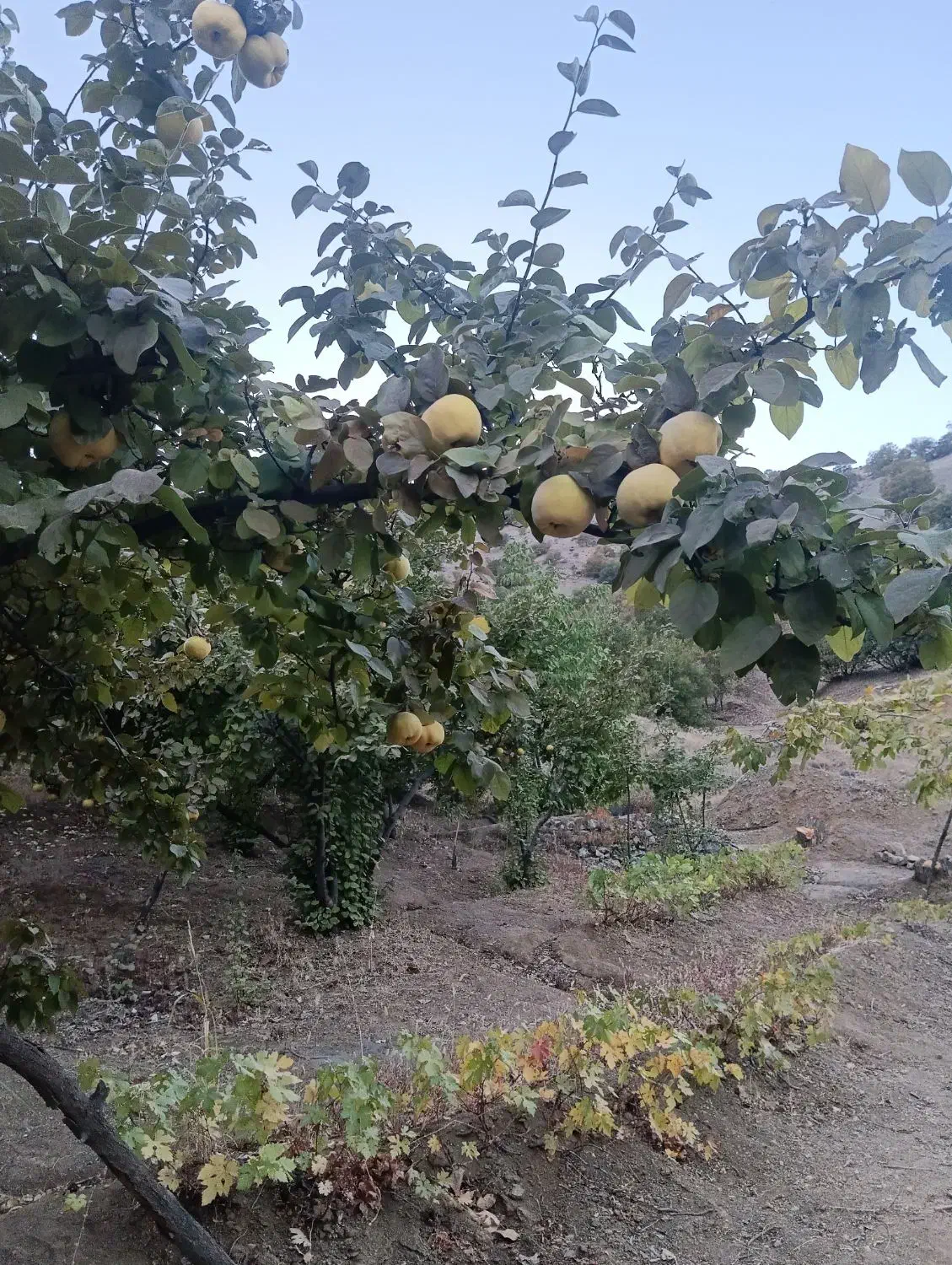 به درجه یک|خوردنی و آشامیدنی|موچش, |دیوار