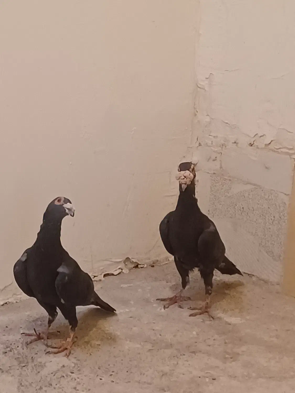 کاریر|پرنده|کرمان, |دیوار