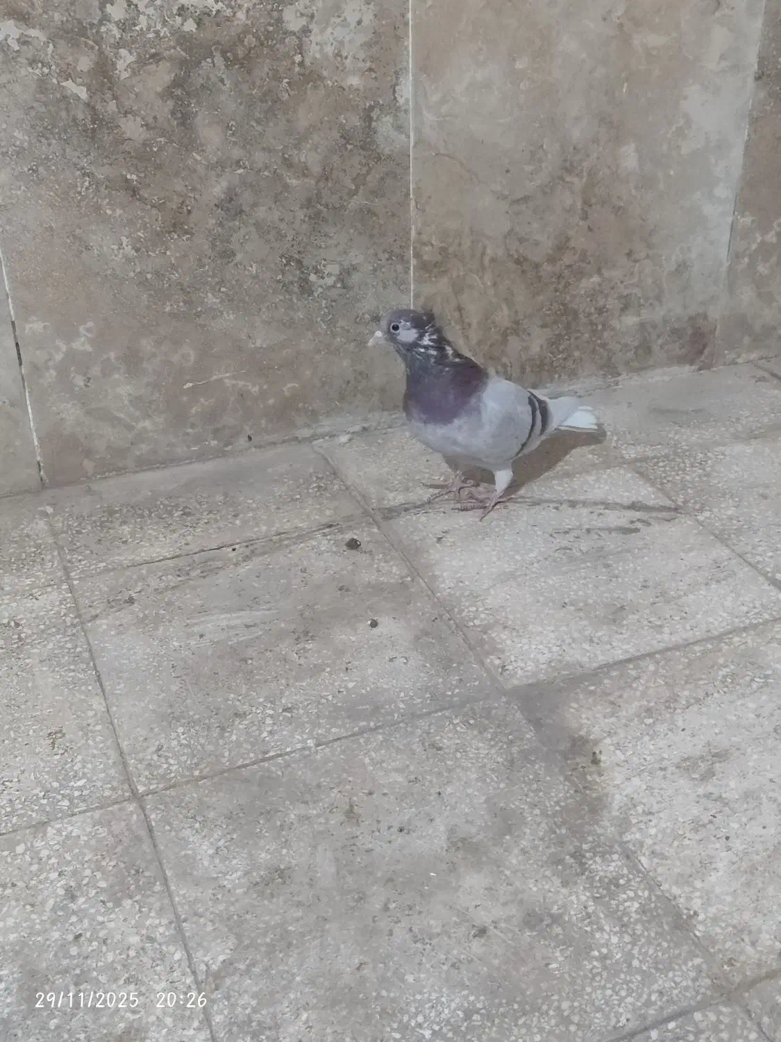 یه ابگل دم سفید|پرنده|سبزوار, باهنر|دیوار