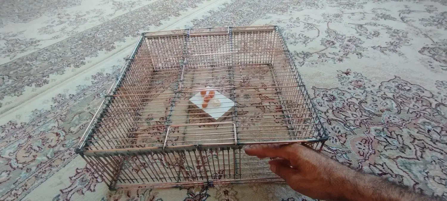 از بین بردن موش،راسو.و سمپاشی ،تله موش|خدمات نظافت|سنندج, |دیوار