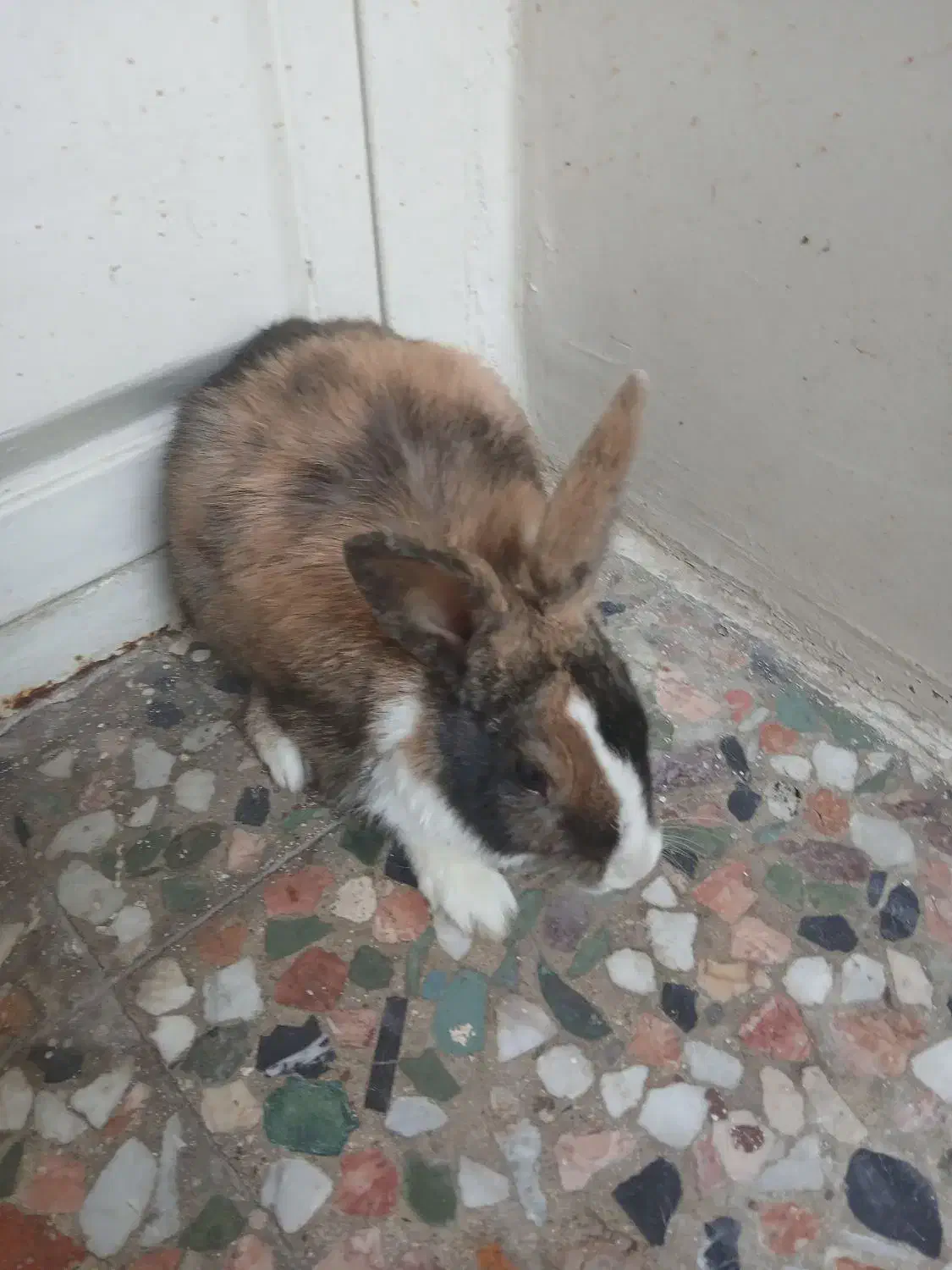 دو عدد خرگوش|موش و خرگوش|ایذه, |دیوار