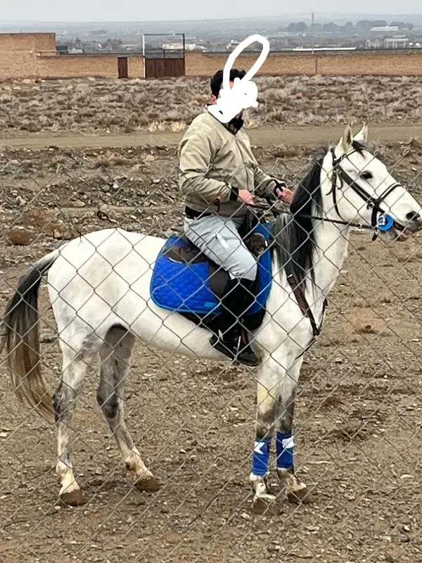 نریان ترکمن ۵سال|اسب و تجهیزات اسب‌سواری|مشهد, الهیه|دیوار