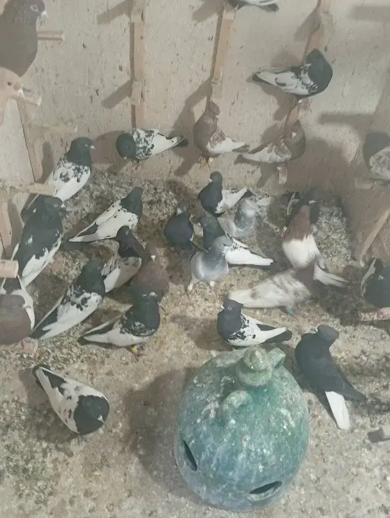 کفتر بهبونی هوای|پرنده|شیراز, درکی|دیوار