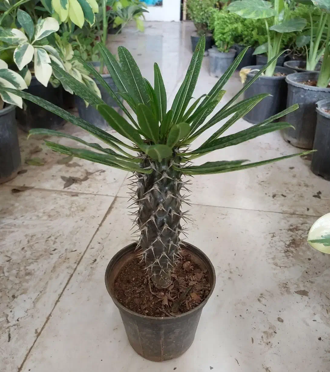 گل کالانکوئه.پپرومیا قطره باران. بلک گلد.درختچه|گل و گیاه طبیعی|قم, علی آباد سعدگان|دیوار