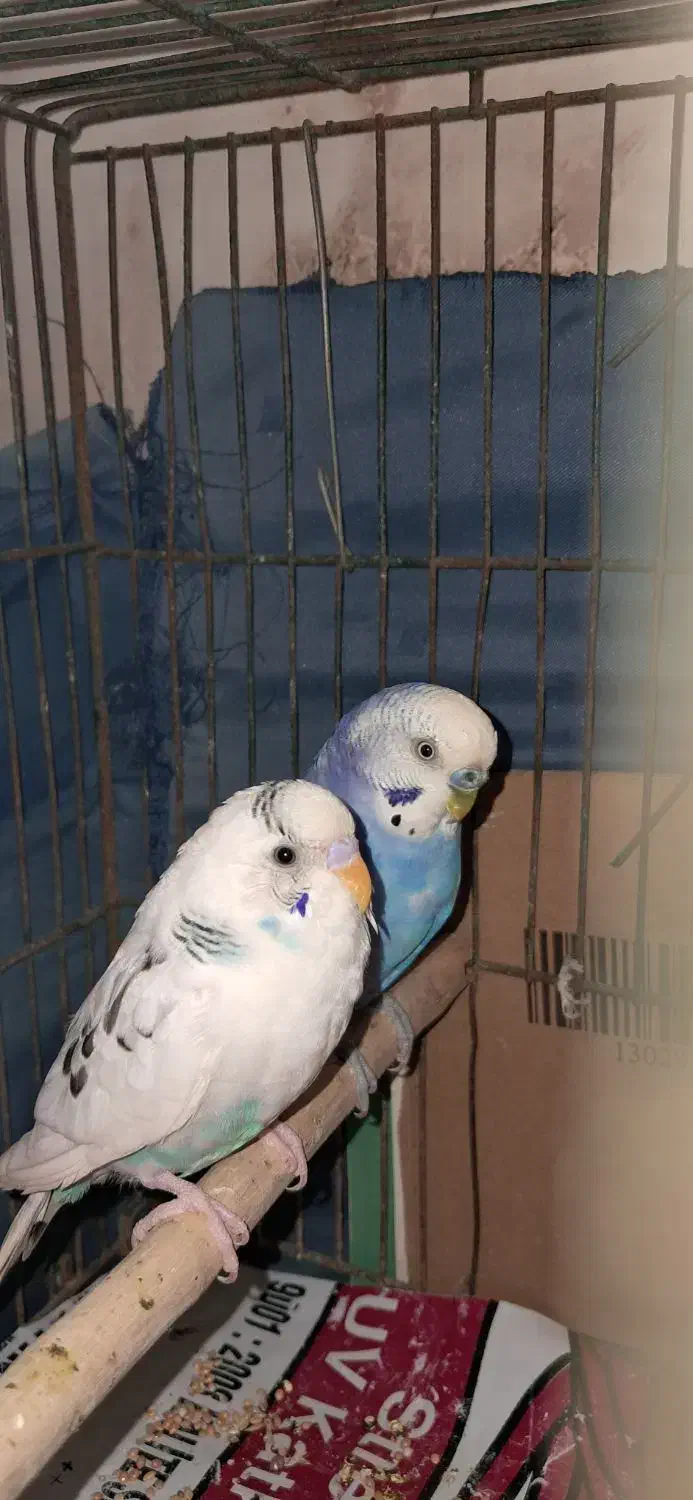 مرغ عشق|پرنده|بندر ماهشهر, |دیوار