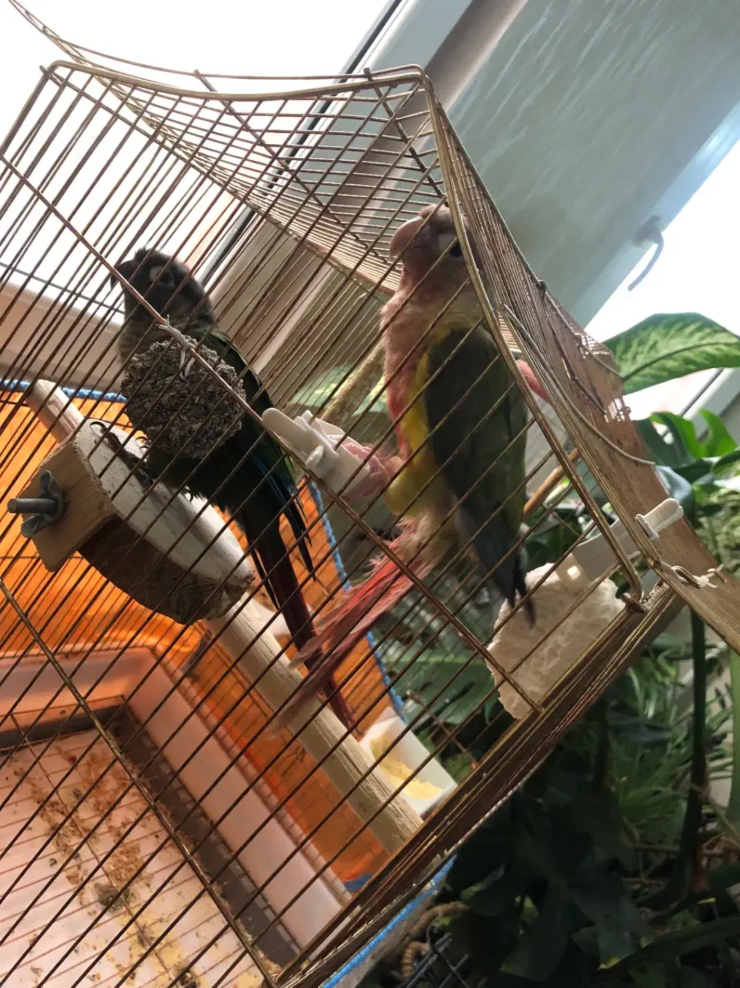 طوطی گیرین چیک|پرنده|اردبیل, |دیوار