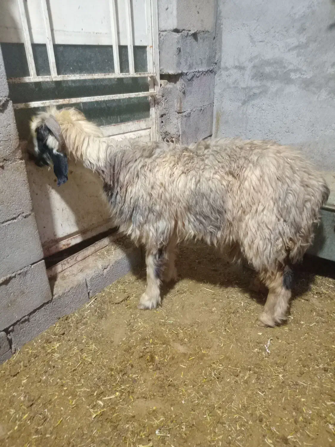 میش داشتی فروشی|حیوانات مزرعه|شوشتر, |دیوار