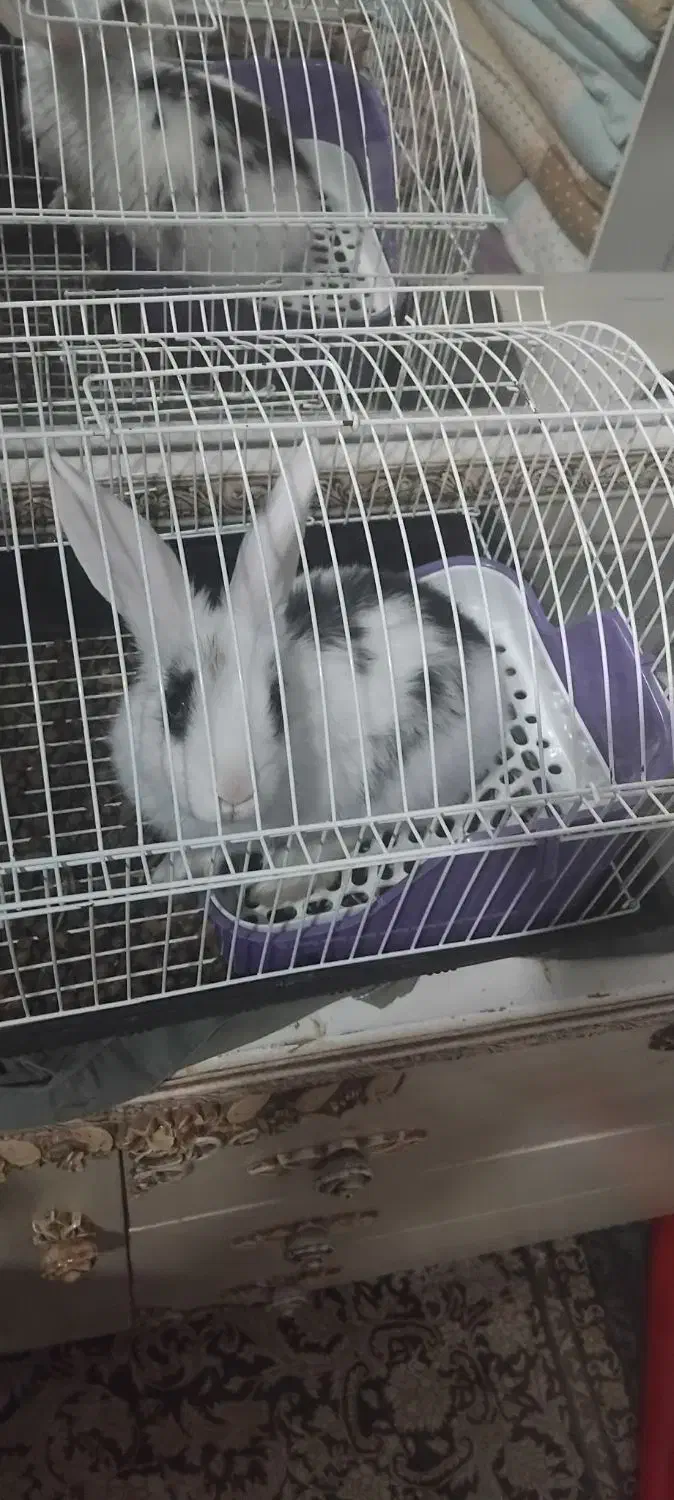 خرگوش ۷ ماهه|موش و خرگوش|قرچک, میرزائی جنوبی|دیوار