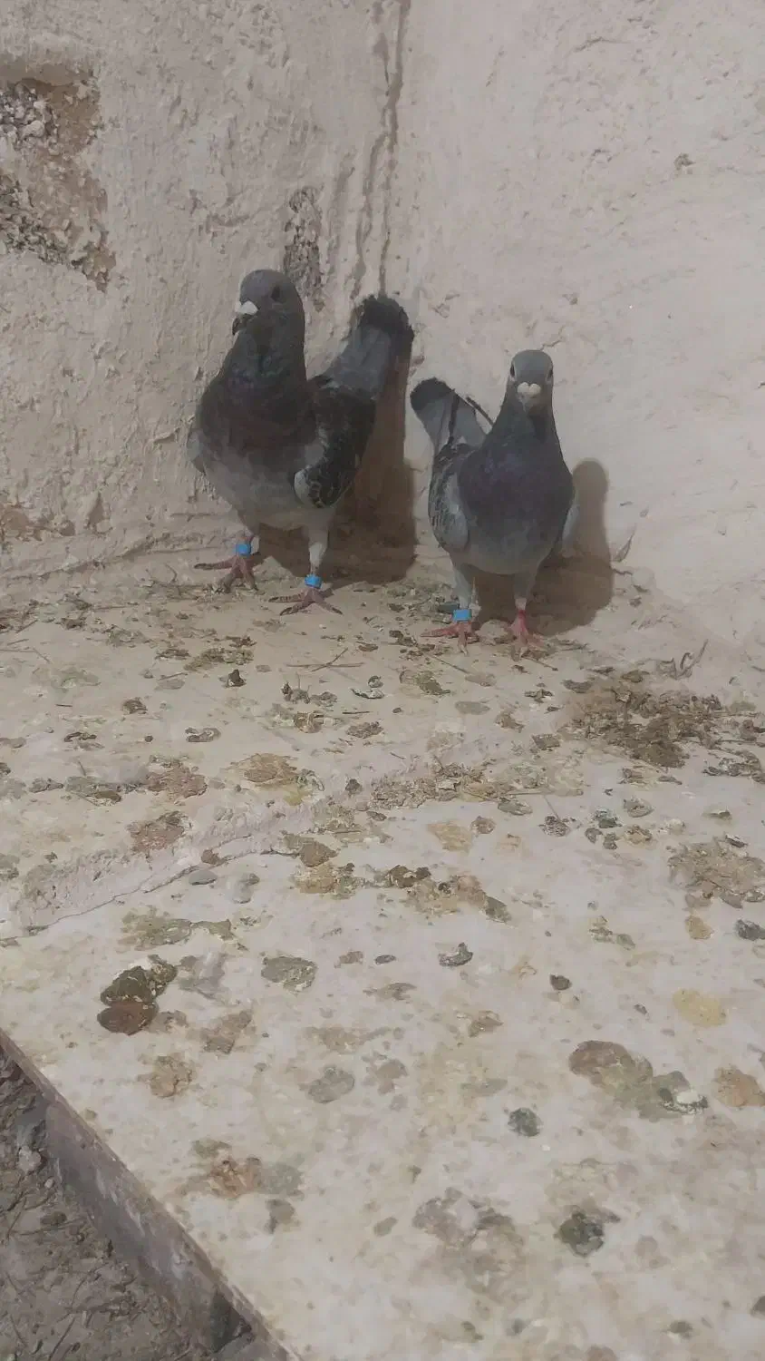 کبوتر نسل دار|پرنده|فردوس (خراسان), |دیوار