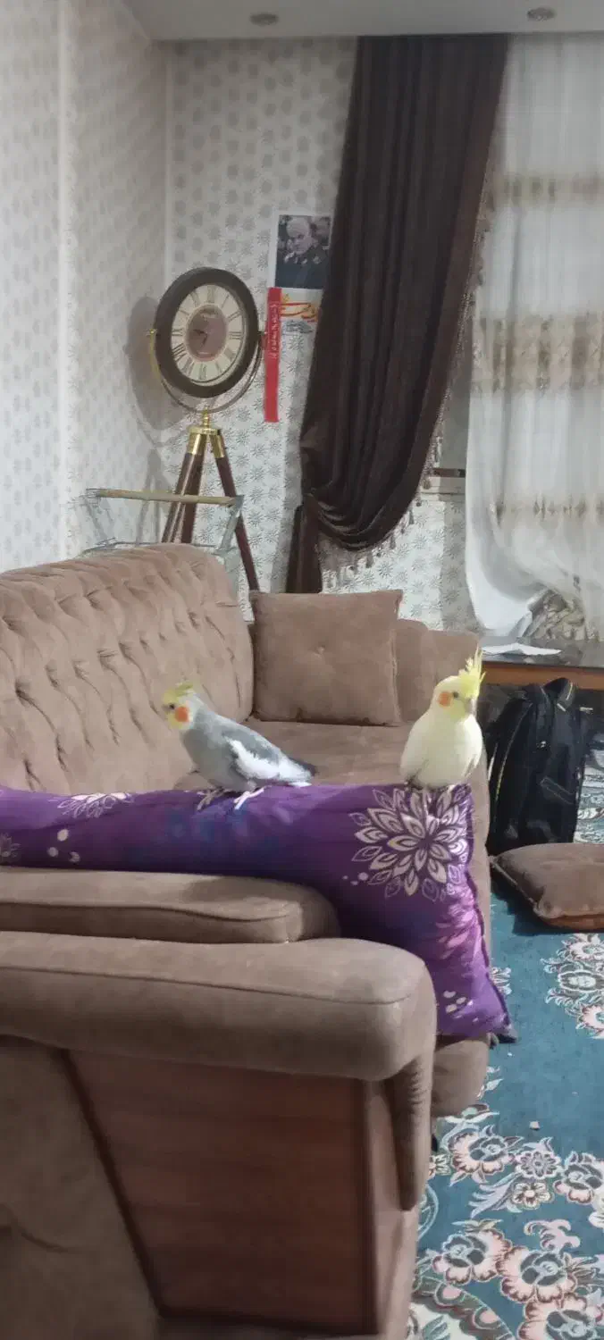 پرنده|پرنده|پاکدشت, پاکدشت (مامازند)|دیوار