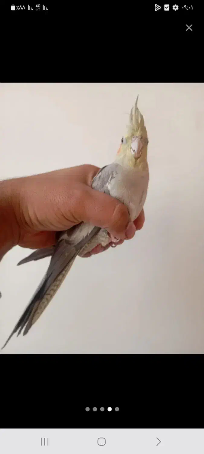 فروشی|پرنده|منج, |دیوار