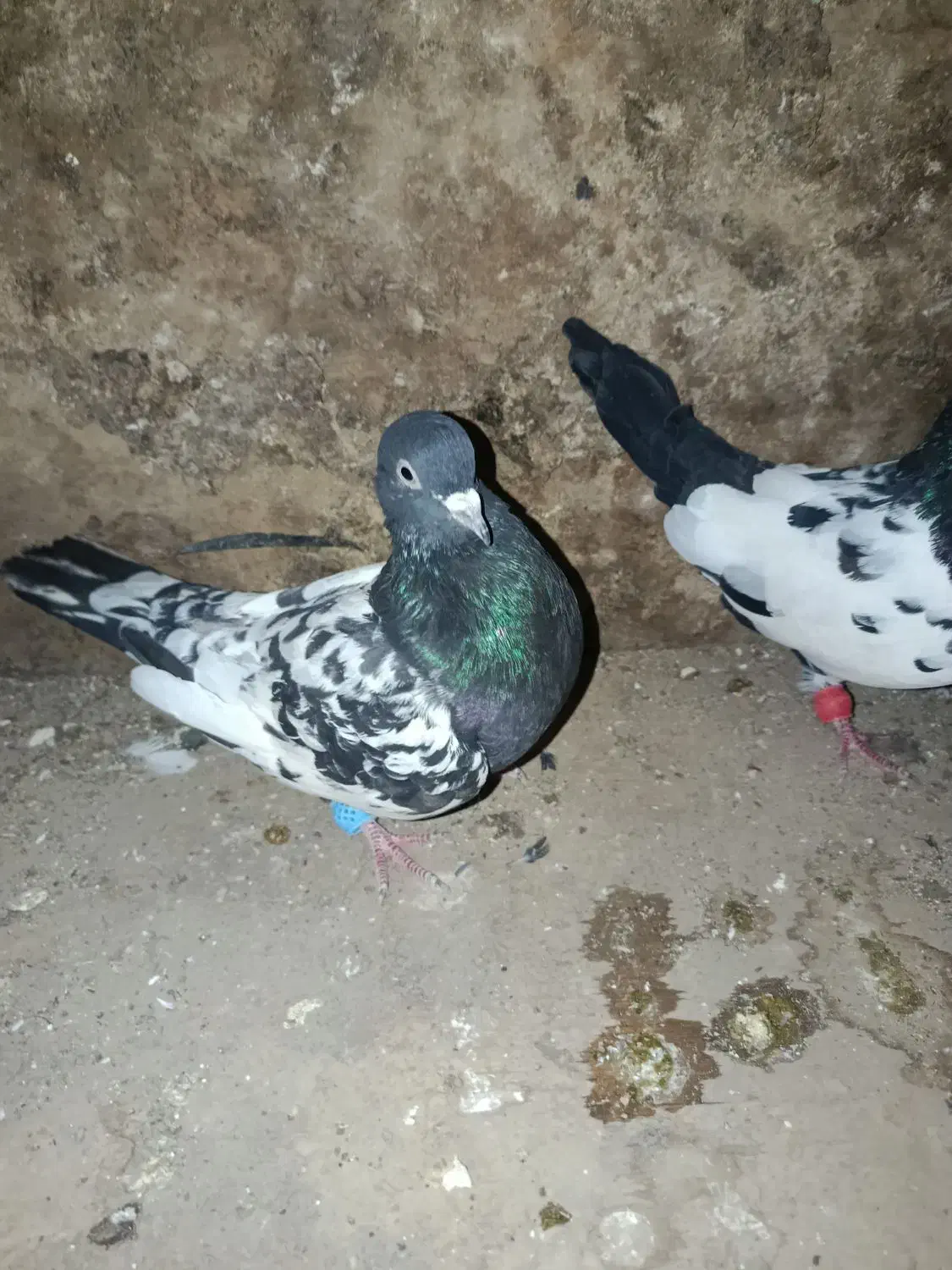 کبوتر سینه|پرنده|گنبد کاووس, |دیوار