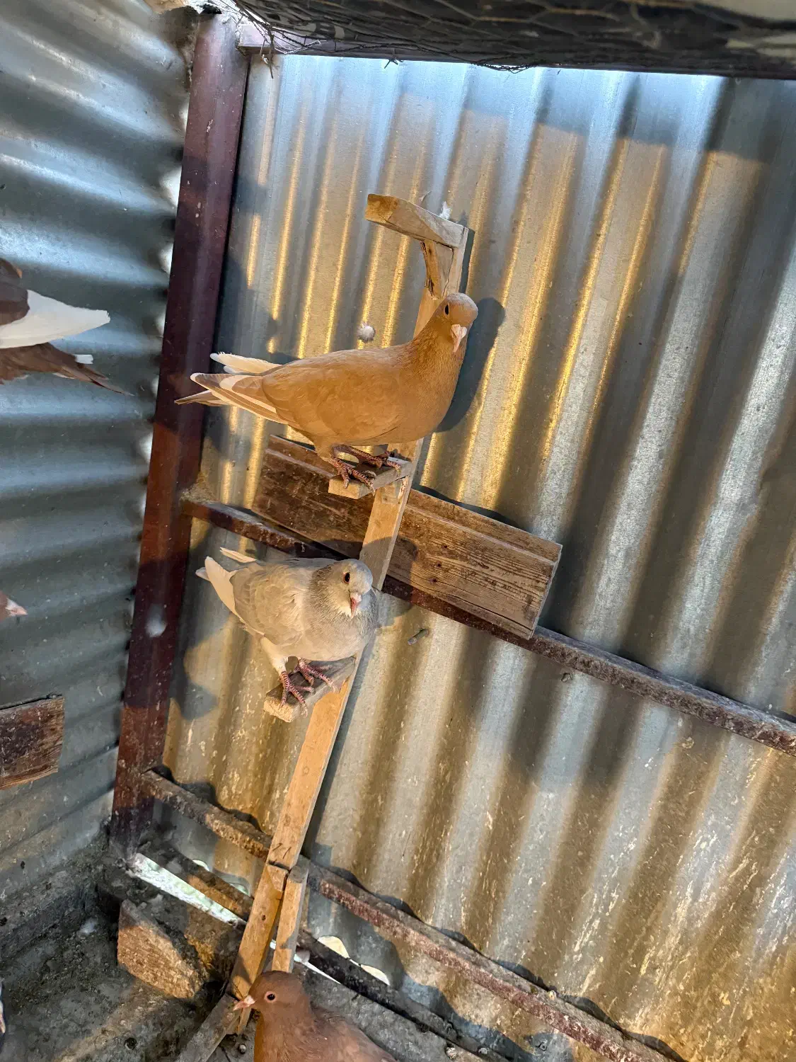 زرد پلنگ نقره ای پلنگ گلی پلنگ ماده|پرنده|کرمان, |دیوار