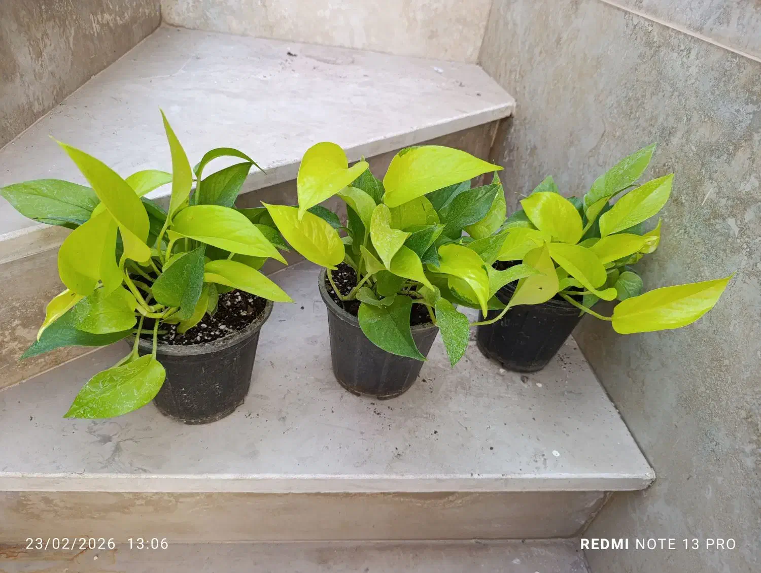 همه 100تا200|گل و گیاه طبیعی|نیشابور, شهید بهشتی|دیوار