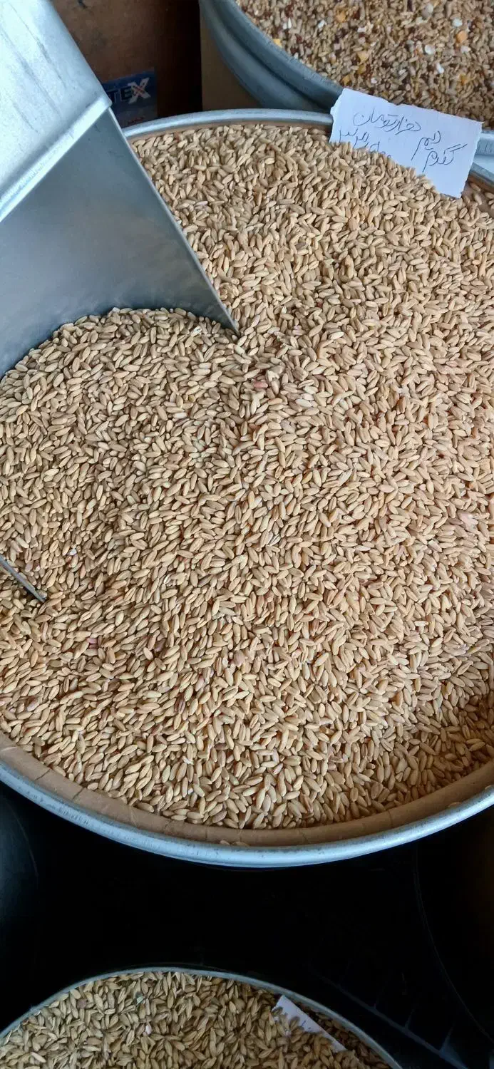 گندم ارزن|لوازم جانبی حیوانات|مشهد, رضاییه|دیوار